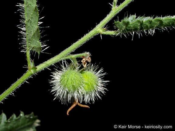 Tragia ramosa 3