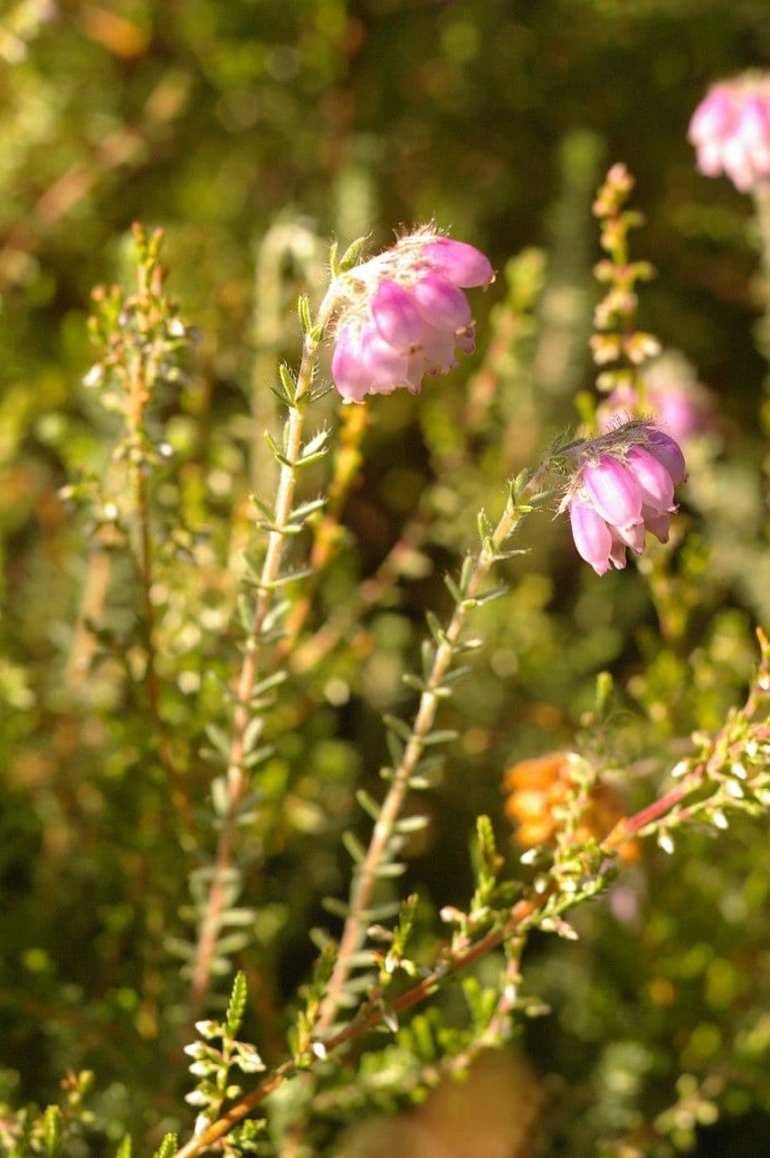 Glocken-Heide 25