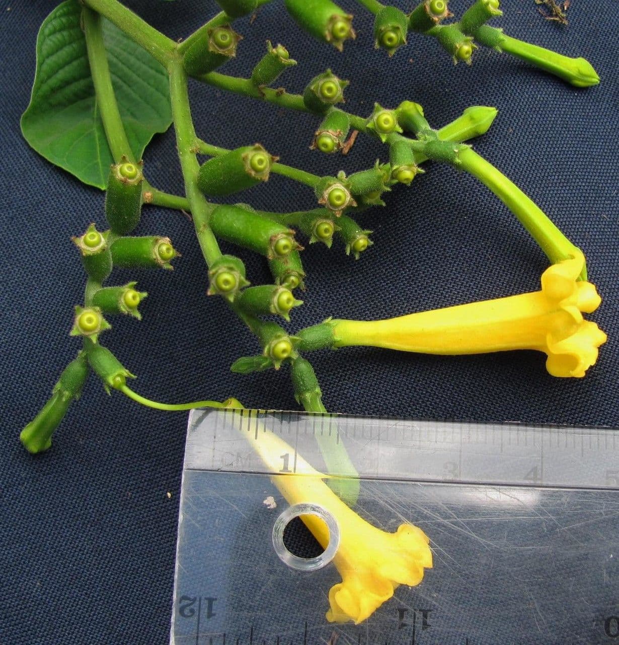 Hamelia 15