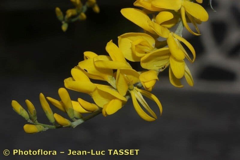 Genista z Madeiry 4