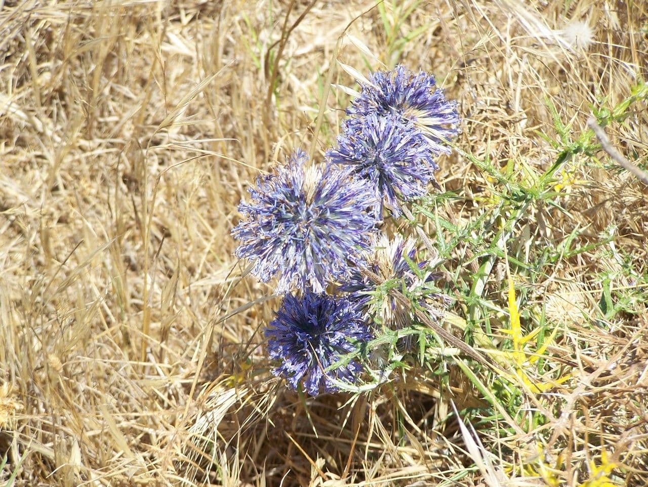 Echinops spinosissimus 12