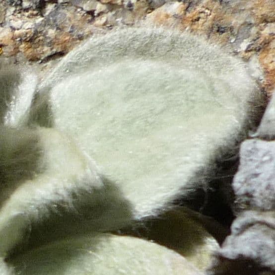 Chersodoma 4