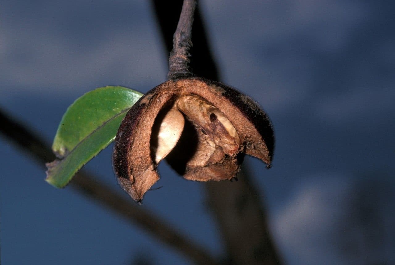 Camelia