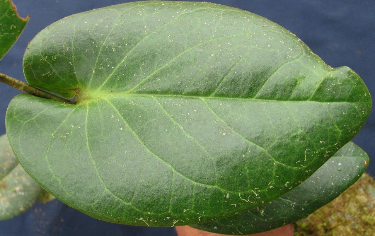 Cavendishia 11