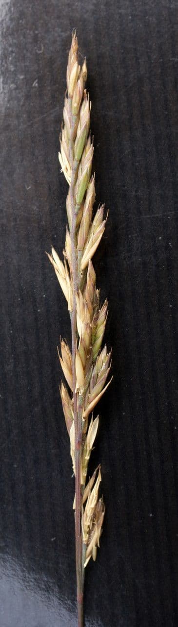 Festuca armoricana 3