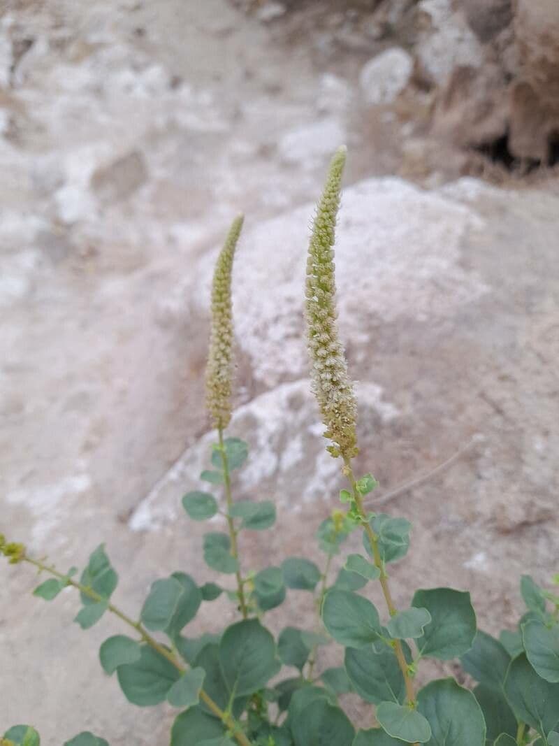 Semenec 6