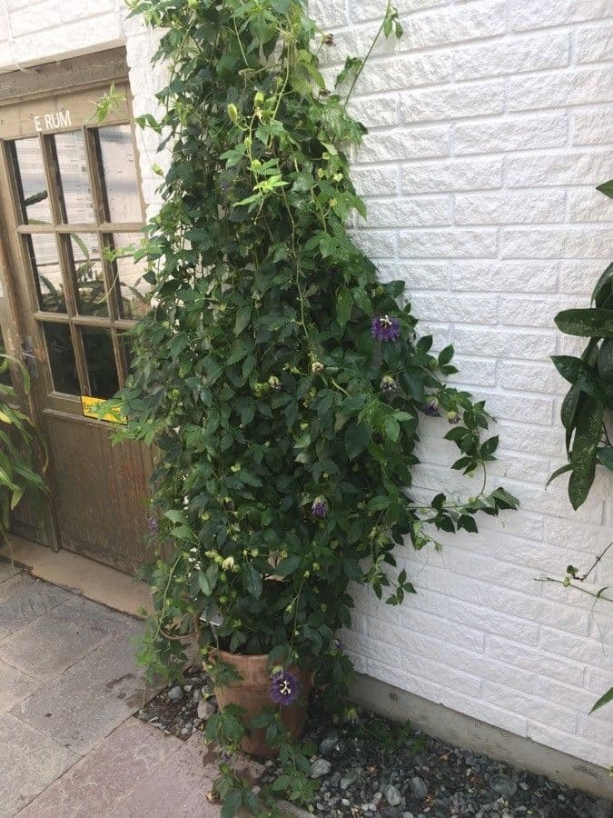 Passiflora 7