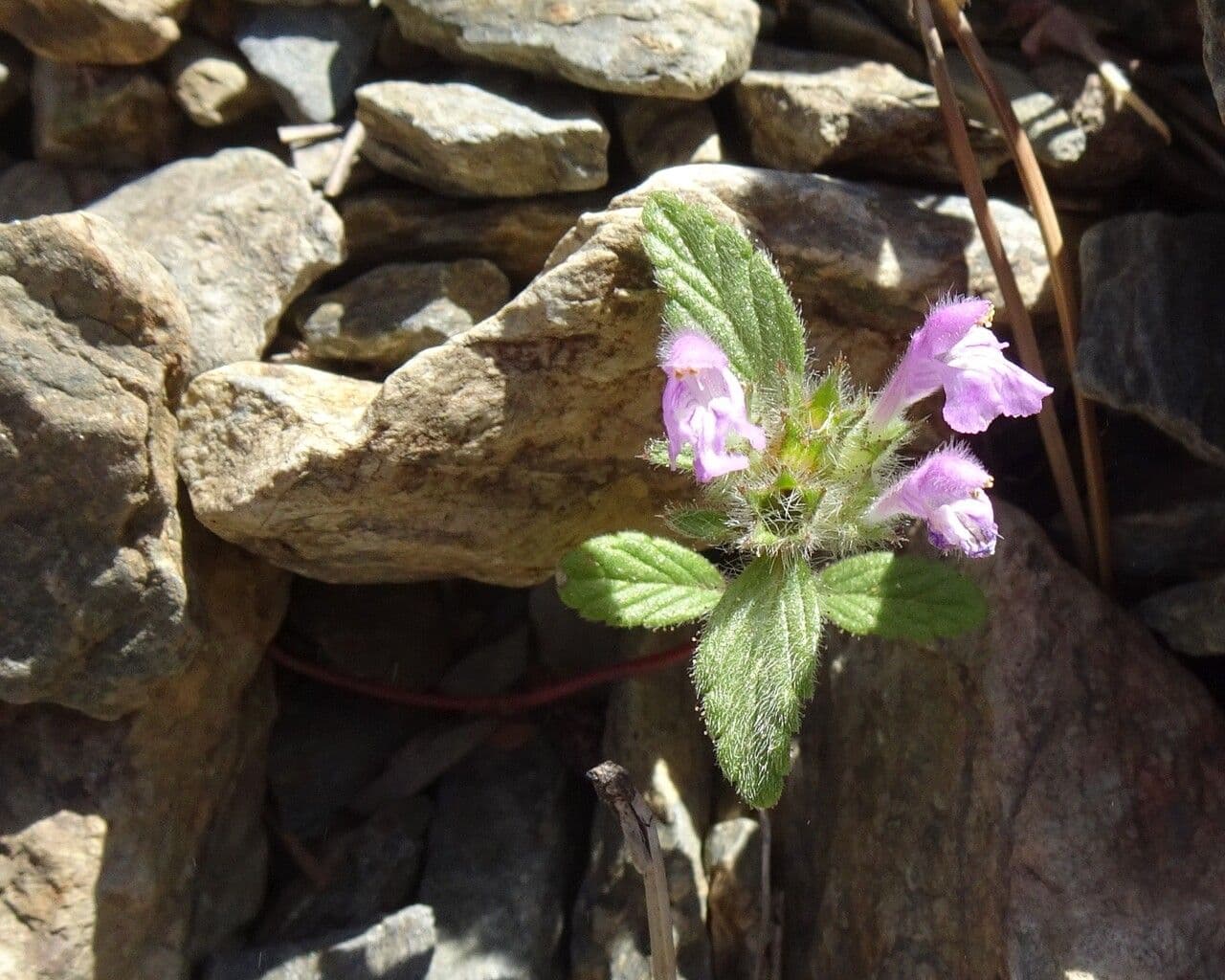 Canapetta pirenaica 10