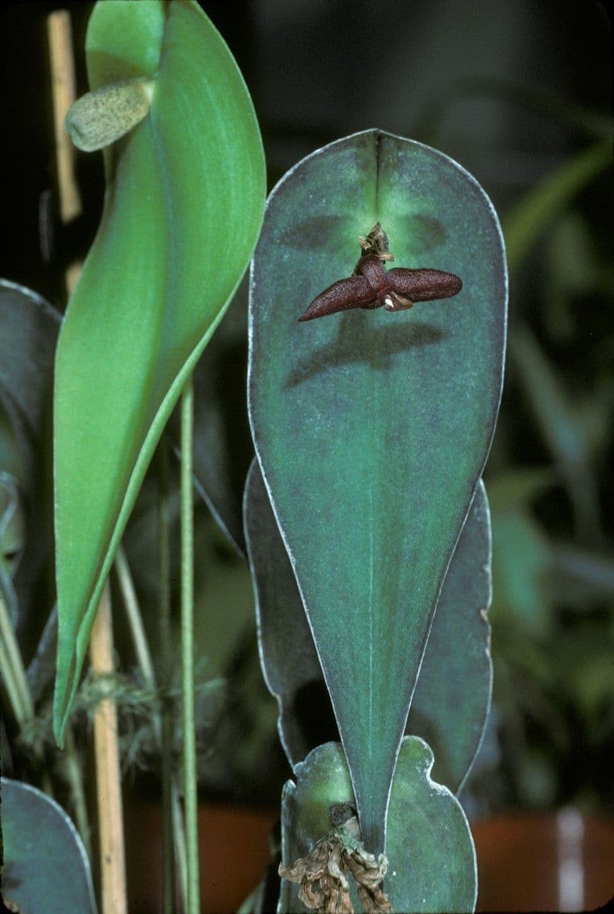 Pleurothallis