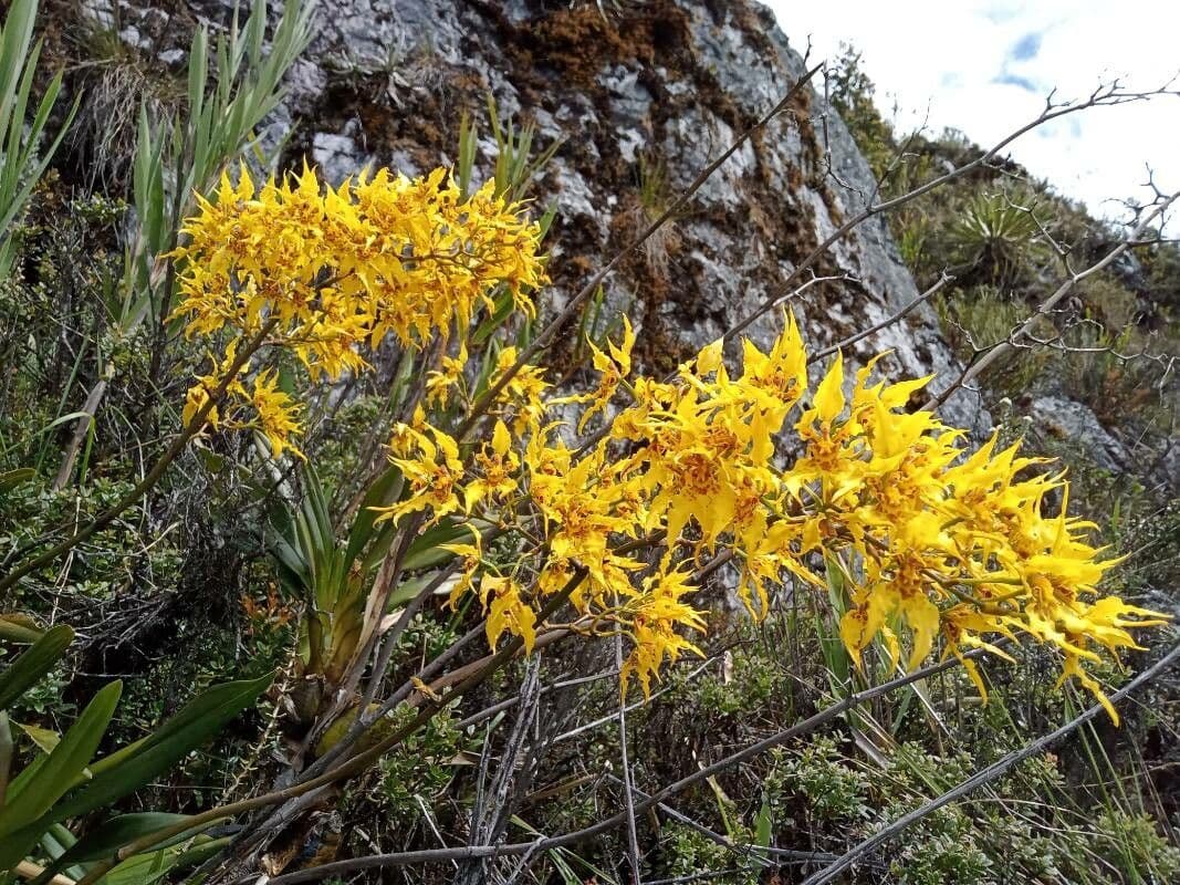 Cyrtochilum 4