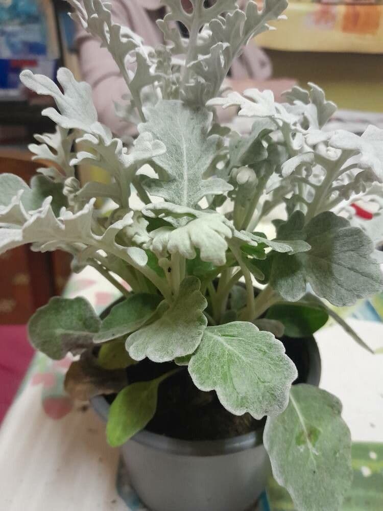 Senecio glauco 11