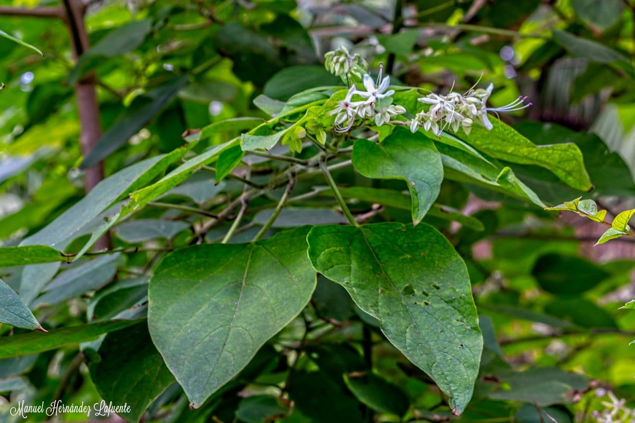 Glory bower 28