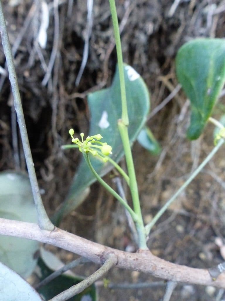 Phyllanthus 8