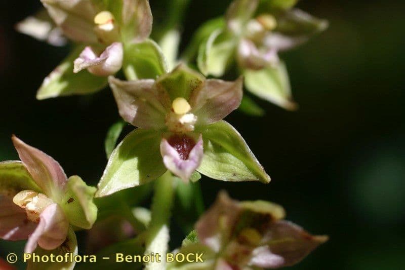 Epipactis leptochila 20