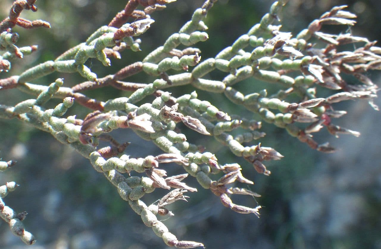 Limonio contorto 4