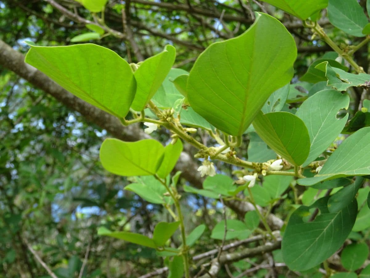 Dendrolóbium 6