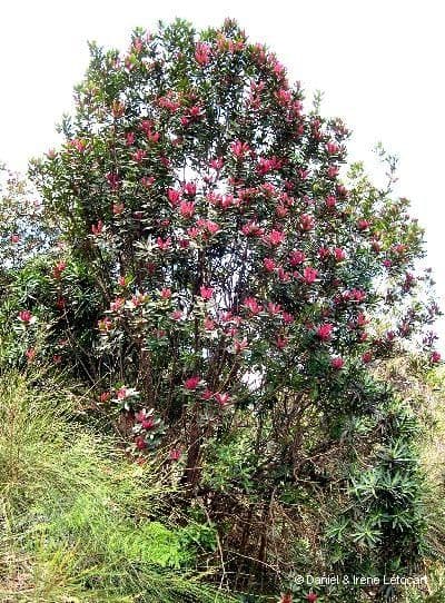 Cunonia 14
