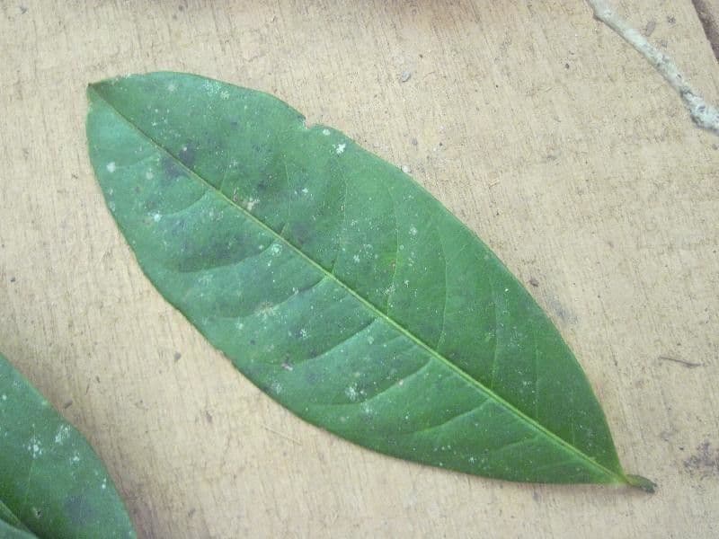 Amanoa 10