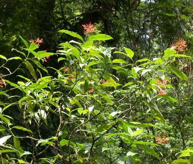 Palicourea crocea 9
