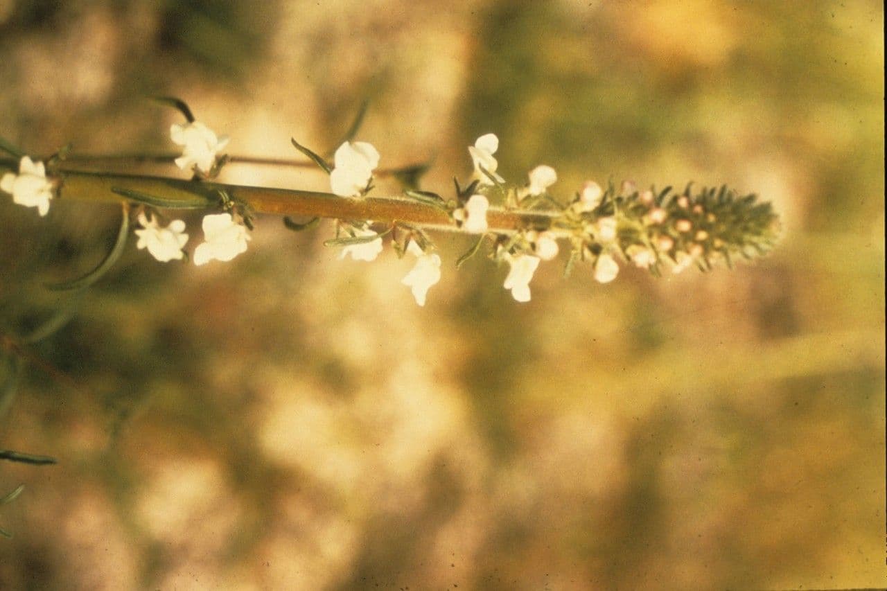 Sairocarpus 2