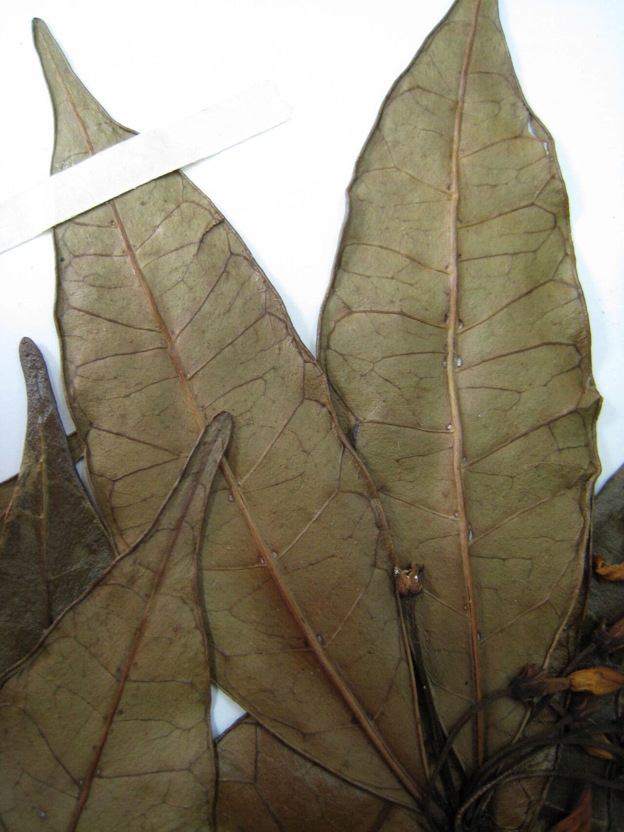 Malouetia tamaquarina 4