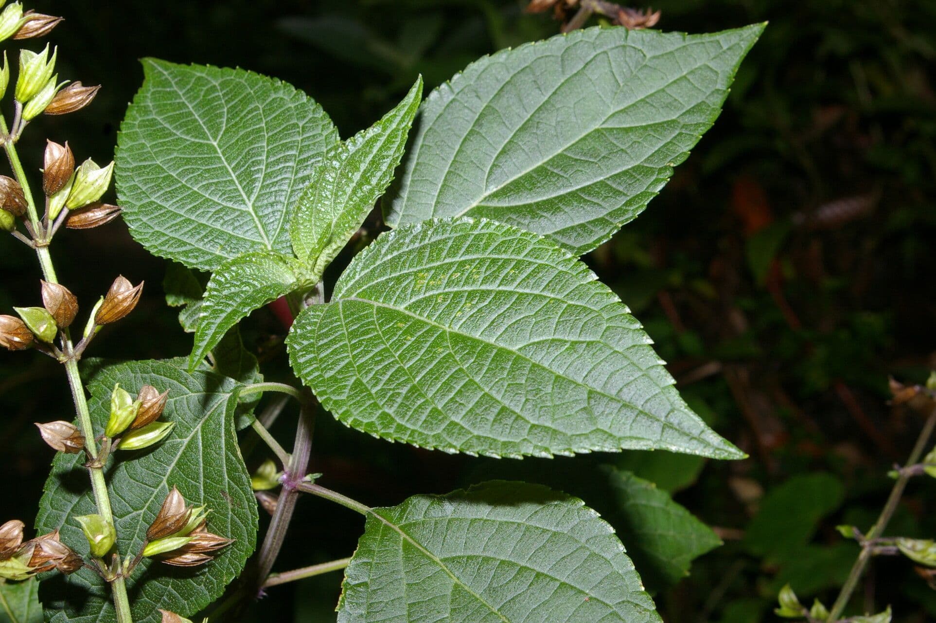 Salvia 7