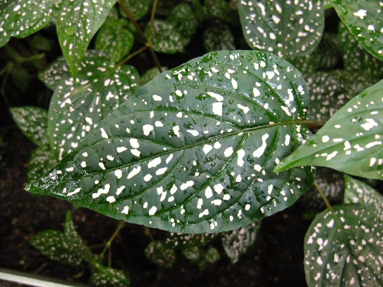 Hypoestes 14