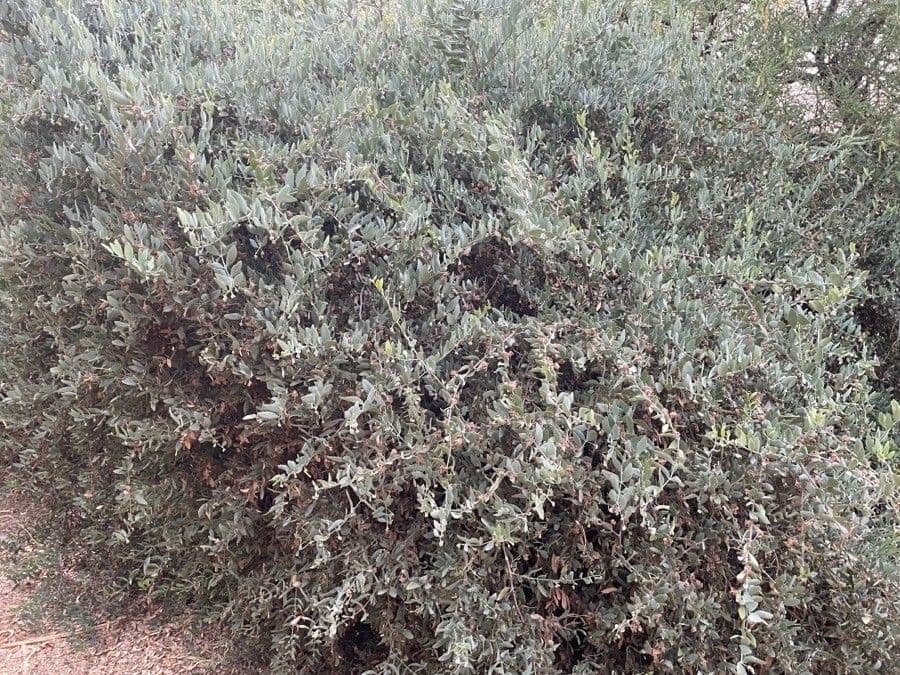 Jojoba 13