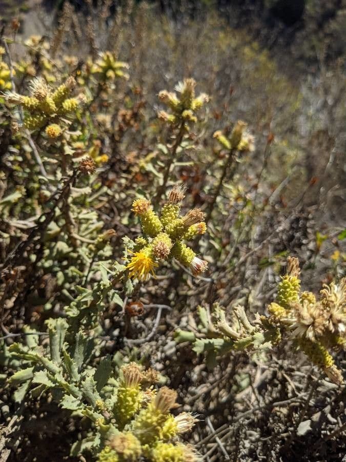 Hazardia dentata 2