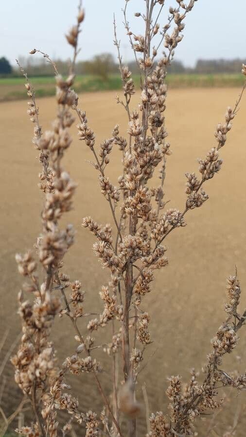 Artemisia tridentata 18