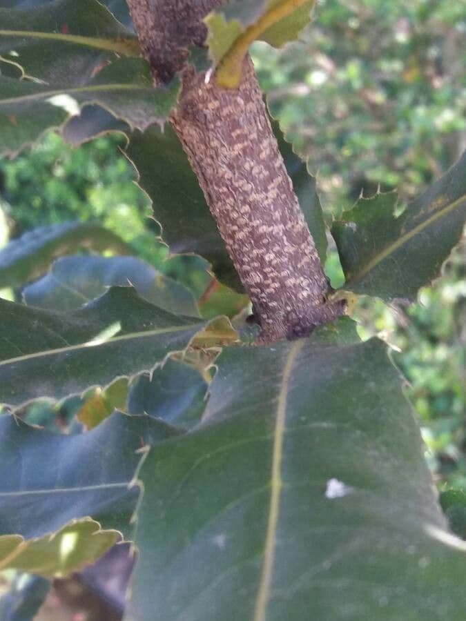 Macadamianuss 19