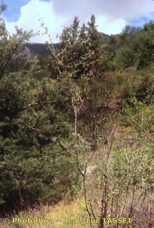 Cotoneaster 6