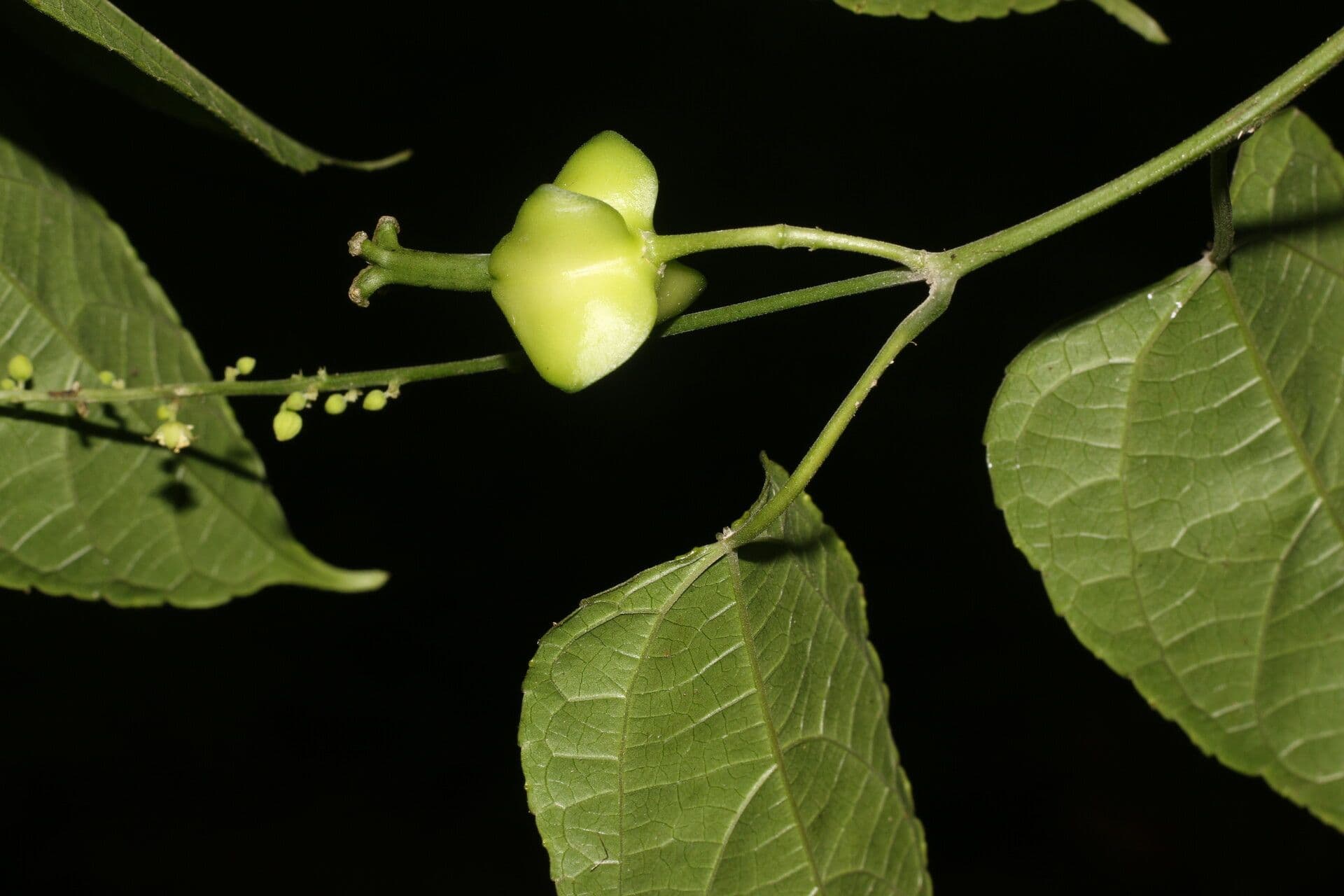 Plukenetia 2