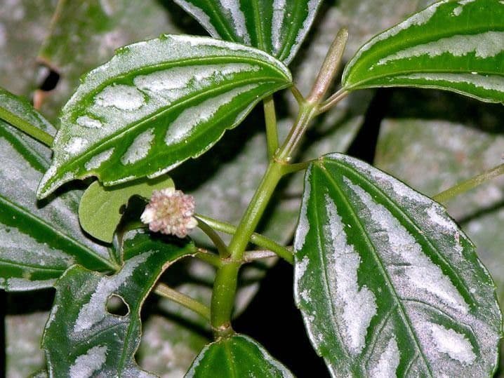 Pilea 24