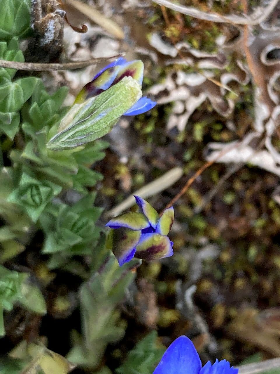 Genziana sedifolia 2