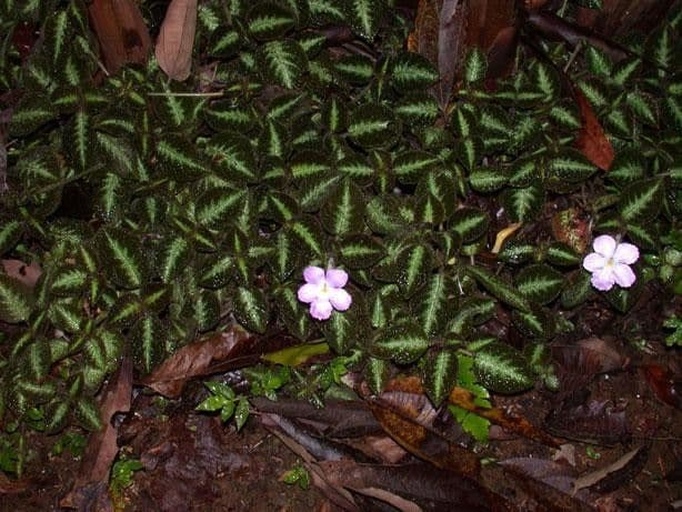 Episcia 11