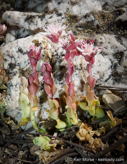 Sedum 8