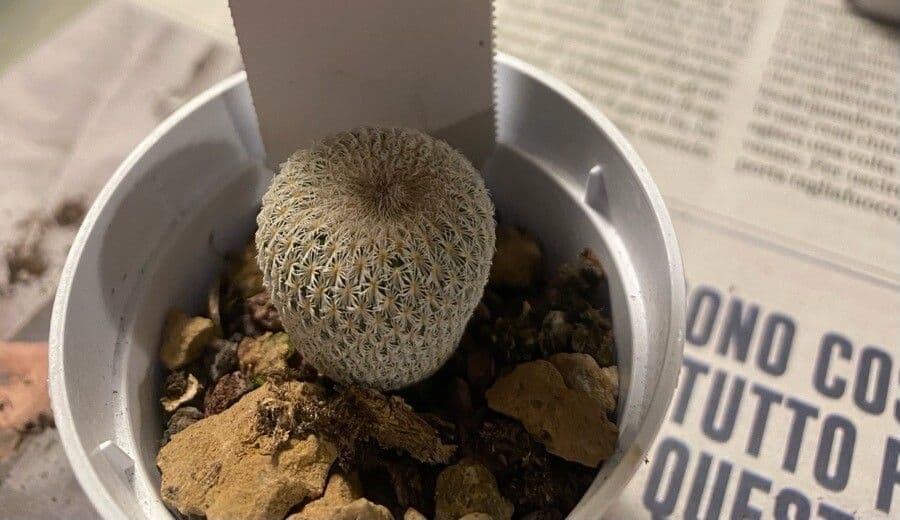 Epithelantha 8