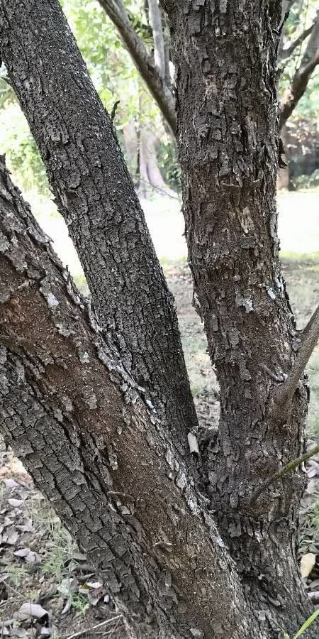 Lindera communis 11