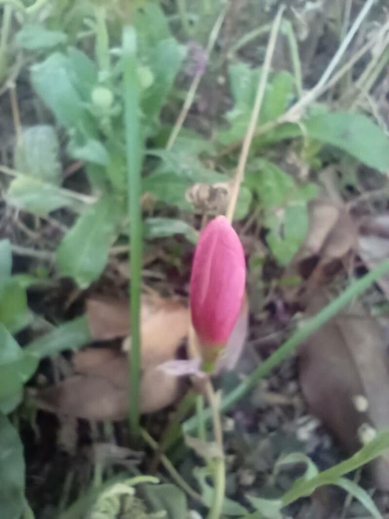 Zephyranthes 8