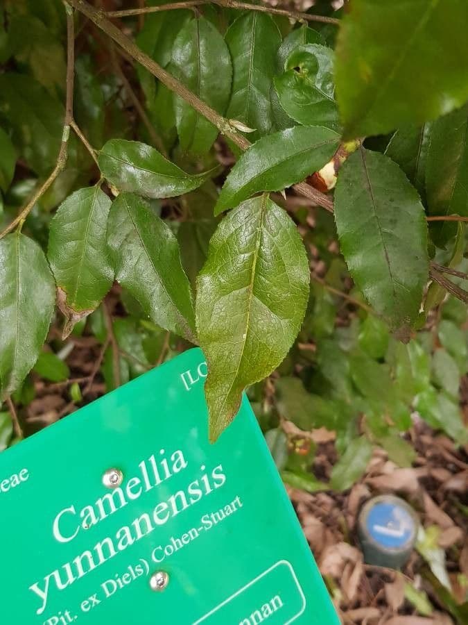 Camelia dello Yunnan 9