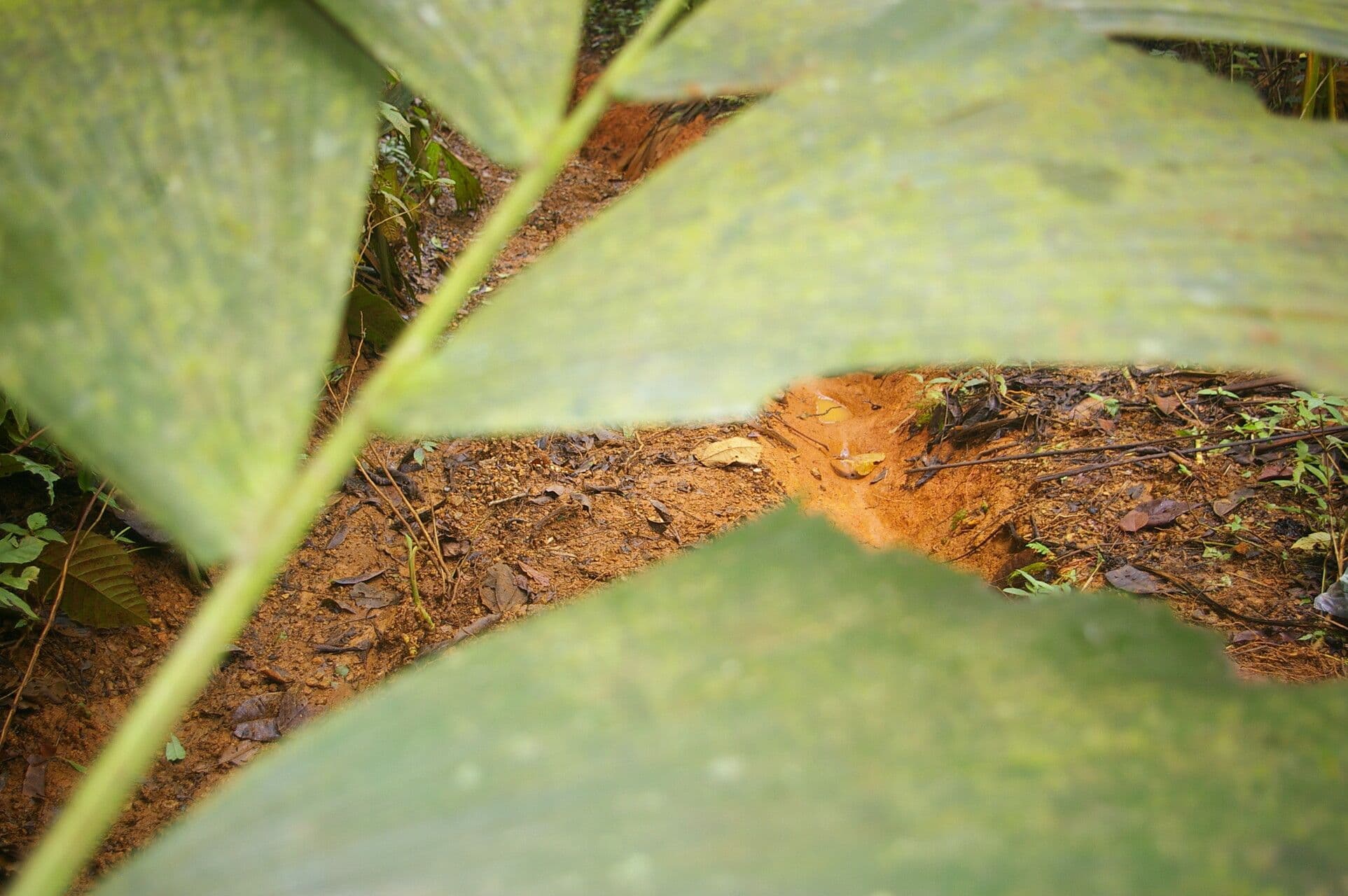 Sokratea naga 13