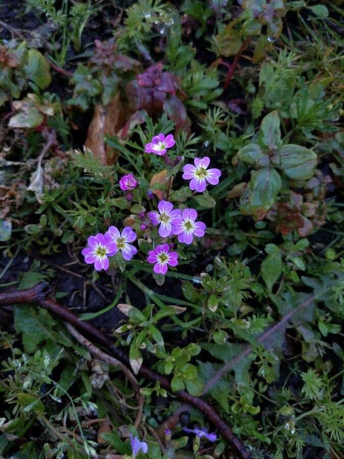 Malcolmia Marittima 3