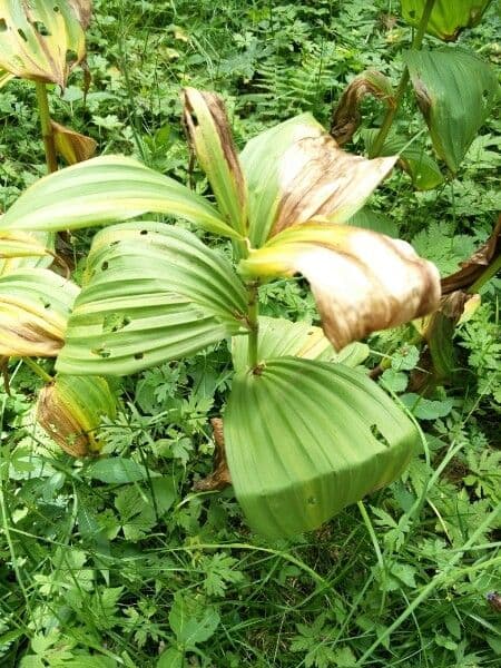 Vedegambre blanco 21