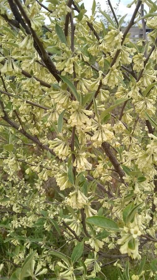 Elaeagnus multiflora 6