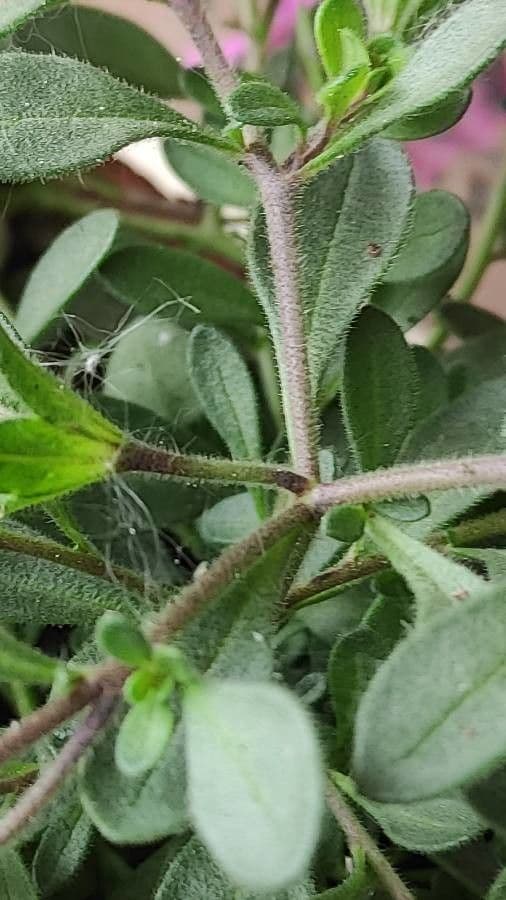 Kleinblütige Kalibrachoa 17