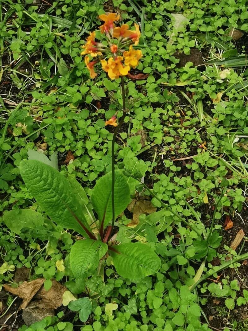Primula 6