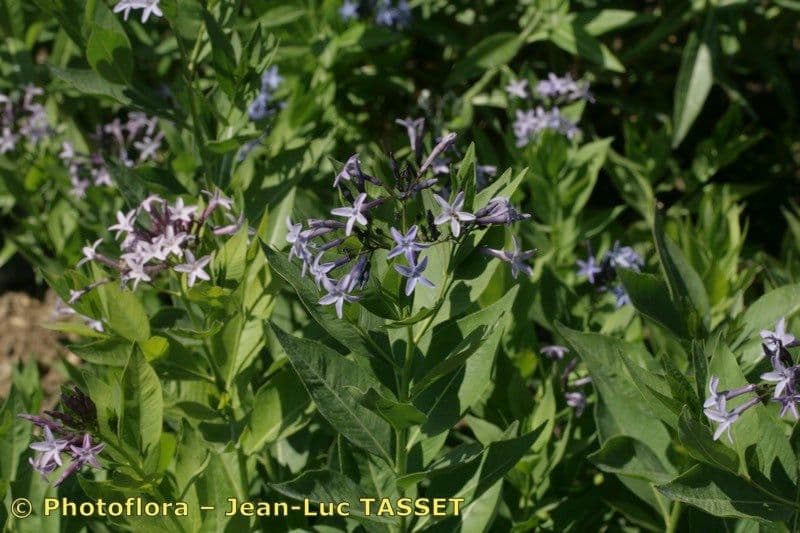 Amsonia 5