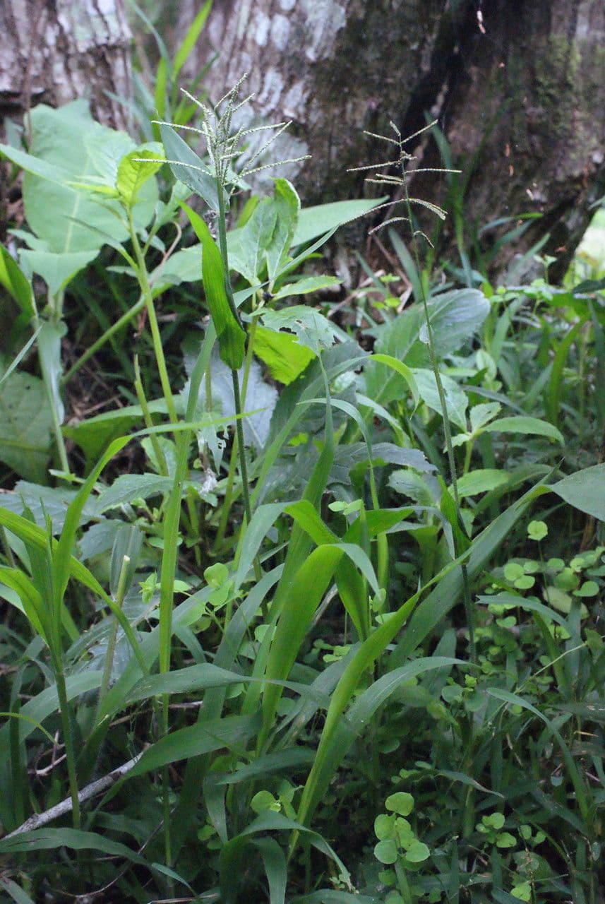 Dallisgras 11