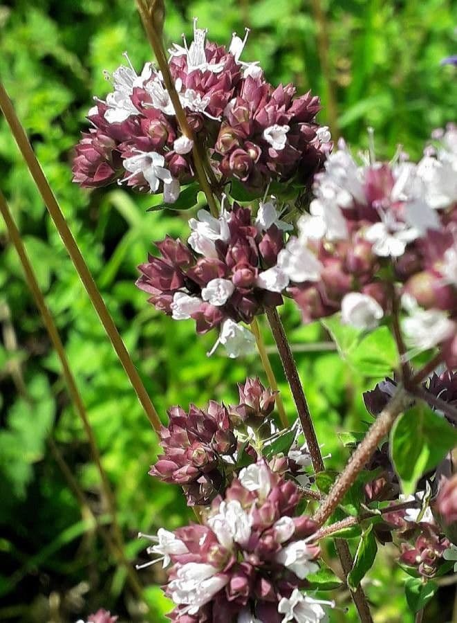 Oregano 6